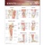 Joints of the Lower Extremities Anatomical Chart