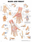 Hand and Wrist Anatomical Chart