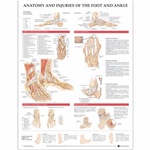 Anatomy and Injuries of the Foot and Ankle Chart