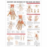 Anatomy and Injuries of the Hand and Wrist Anatomical Chart