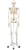 3B Scientific Human Skeleton Model Stan Smart Anatomy