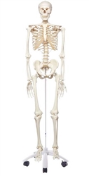 3B Scientific Human Skeleton Model Stan Smart Anatomy