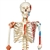 3B Scientific Skeleton Model with Muscles and Ligaments - Sam