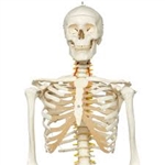 3B Scientific Flexible Human Skeleton Model Fred Smart Anatomy