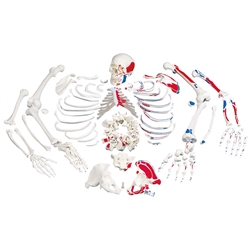 3B Scientific Disarticulated Human Skeleton Model with Painted Muscles, Complete with 3 Part Skull Smart Anatomy