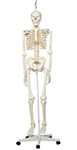 3B Scientific Human Skeleton Model Stan on Hanging Stand Smart Anatomy