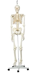 3B Scientific Human Skeleton Model Stan on Hanging Stand Smart Anatomy