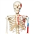 3B Scientific Human Skeleton Model Max with Painted Muscle Origins & Inserts Smart Anatomy