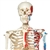 3B Scientific Human Skeleton Model Max on Hanging Stand with Painted Muscle Origins & Inserts Smart Anatomy