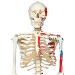 3B Scientific Human Skeleton Model Max with Painted Muscle Origins & Inserts Smart Anatomy