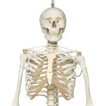 3B Scientific Functional & Physiological Human Skeleton Model Frank on Hanging Stand Smart Anatomy