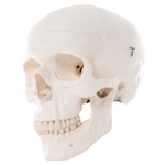 3B Scientific Classic Human Skull Model, 3 Part Smart Anatomy