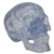 3B Scientific Transparent Classic Human Skull Model, 3 Part Smart Anatomy