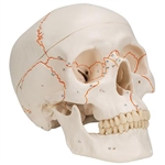 3B Scientific Numbered Human Classic Skull Model, 3 Part Smart Anatomy