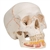 3B Scientific Classic Human Skull Model with Opened Lower Jaw, 3 Part Smart Anatomy