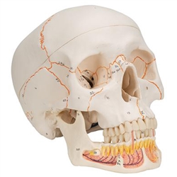 3B Scientific Classic Human Skull Model with Opened Lower Jaw, 3 Part Smart Anatomy