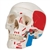 3B Scientific Classic Human Skull Model Painted, 3 Part Smart Anatomy