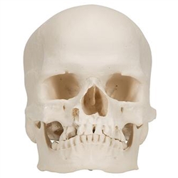 3B Scientific Microcephalic Human Skull Model