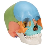 3B Scientific Beauchene Adult Human Skull Model, Didactic Colored Version, 22 Part Smart Anatomy