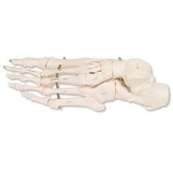 3B Scientific Human Left Foot Skeleton, Wire Mounted Smart Anatomy