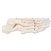 3B Scientific Human Right Foot Skeleton, Wire Mounted Smart Anatomy