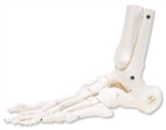 Loose Foot and Ankle Skeleton