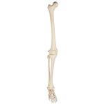 3B Scientific Human Skeleton of Right Leg with Foot, Wire Mounted Smart Anatomy