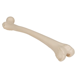 3B Scientific Human Left Femur Smart Anatomy