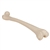 3B Scientific Human Right Femur Smart Anatomy