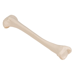 3B Scientific Human Left Tibia Model Smart Anatomy