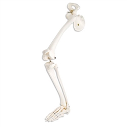 3B Scientific Human Left Leg Skeleton Model with Hip Bone Smart Anatomy