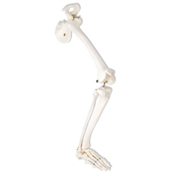 3B Scientific Human Right Leg Skeleton Model with Hip Bone Smart Anatomy