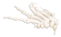 3B Scientific Human Left Hand Skeleton Model, Loosely on Nylon String Smart Anatomy