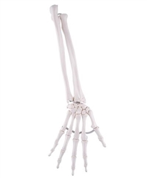 Loose Hand Skeleton with Ulna and Radius