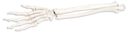 3B Scientific Human Right Hand Skeleton Model with Ulna & Radius, Elastic Mounted String Smart Anatomy