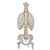 3B Scientific Classic Flexible Human Spine Model with Ribs & Femur Heads Smart Anatomy