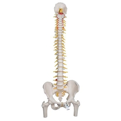 3B Scientific Deluxe Flexible Human Spine Model with Femur Heads & Sacral Opening Smart Anatomy