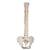 3B Scientific Highly Flexible Human Spine Model, Mounted on a Flexible Core Smart Anatomy