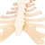 3B Scientific Human Sternum Model with Rib Cartilage Smart Anatomy