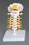 Flexible Cervical Vertebral Column