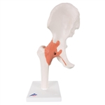 3B Scientific Functional Human Hip Joint Model with Ligaments & Marked Cartilage Smart Anatomy