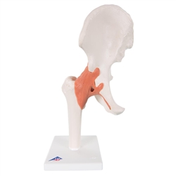 3B Scientific Functional Human Hip Joint Model with Ligaments & Marked Cartilage Smart Anatomy