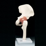 Functional Hip Joint Model (Right)