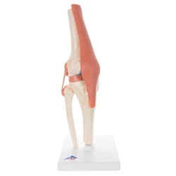 3B Scientific Functional Human Knee Joint Model with Ligaments & Marked Cartilage Smart Anatomy