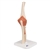 3B Scientific Functional Human Elbow Joint Model with Ligaments & Marked Cartilage Smart Anatomy