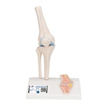 3B Scientific Mini Human Knee Joint Model with Cross Section Smart Anatomy