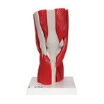 3B Scientific Human Knee Joint Model with Removable Muscles, 12 Part Smart Anatomy