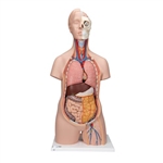 3B Scientific Classic Unisex Human Torso Model, 12 Part Smart Anatomy