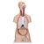 3B Scientific Classic Unisex Human Torso Model, 16 Part Smart Anatomy