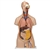 3B Scientific Classic Unisex Human Torso Model with Opened Neck and Back, 18 Part Smart Anatomy